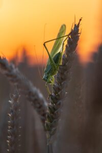 grasshopper, insect, wheat, field, sunset, dusk, nature, close up, tettigonia viridissima, grain, ear
