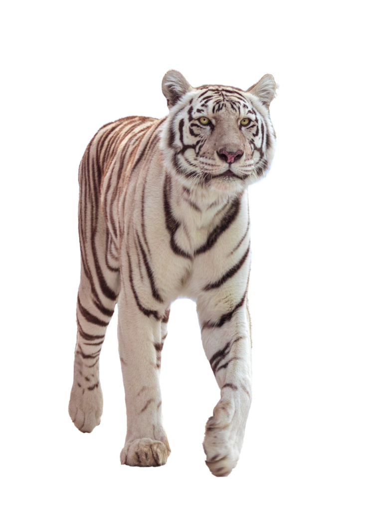 tiger, big cat, whiter, wildcat, attentive, walk, transparent, isolated, mackerel, cat, majes&auml;tetisch, predator, mammal, wildlife, carnivores, comfortable, relaxed, graceful, tiger, tiger, tiger, tiger, tiger